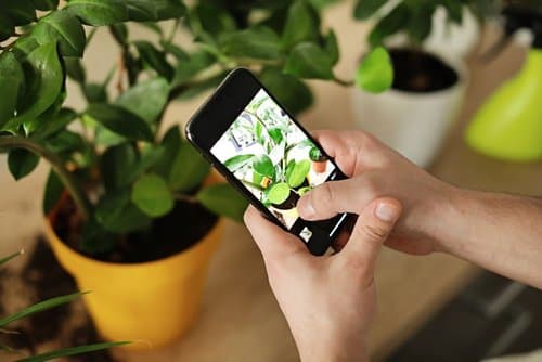 A person clicking photo of plant