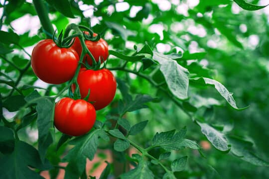Happy and Green Plants